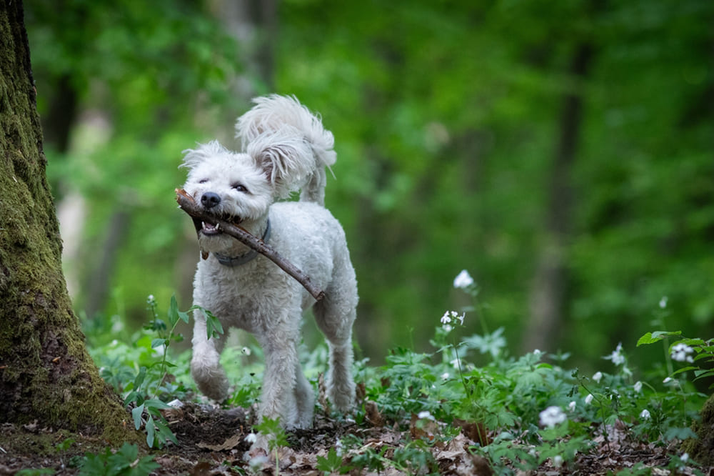 Пуми хорошо ладят с другими собаками