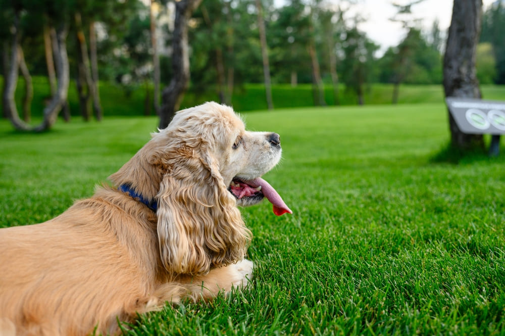 Американского спаниеля нужно воспитывать
