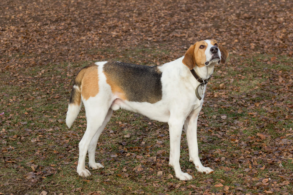 Рацион влияет на то, сколько живет русская гончая