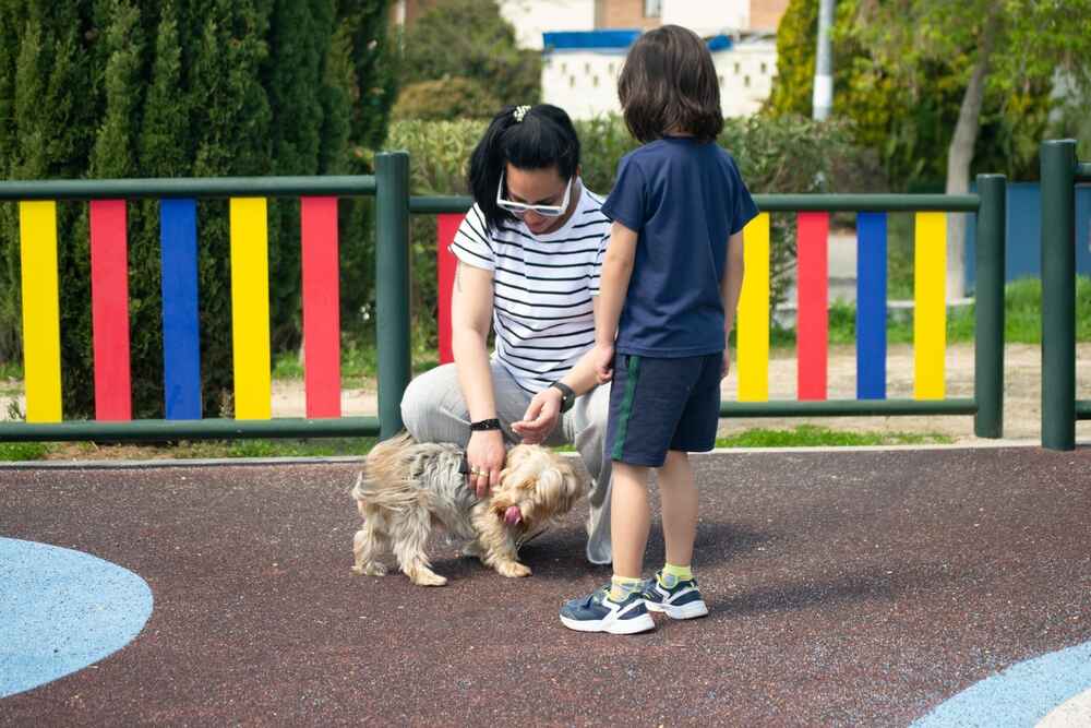 Важно следить за тем, сколько длится беременность у йоркширского терьера