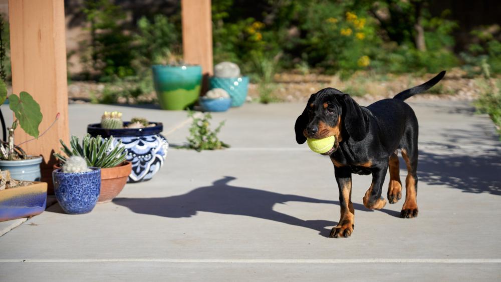 Темперамент черно-подпалого кунхаунда