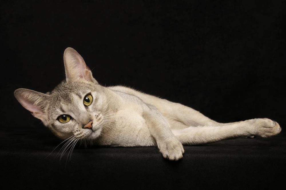 Редкие признанные окрасы абиссинских кошек: серебристый