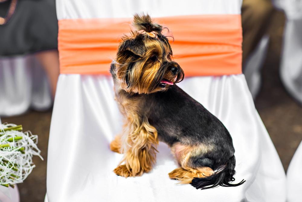 Проблемы при неправильном питании йоркширского терьера