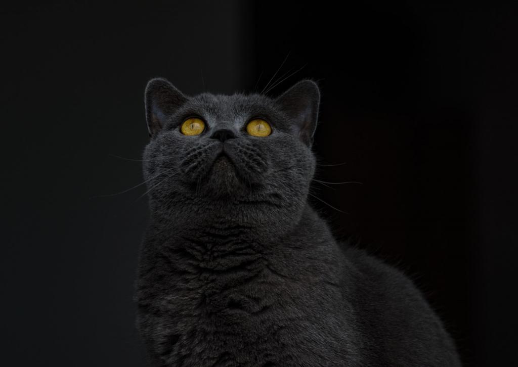 Нужно ли лечение, если у кошки не светятся глаза в темноте