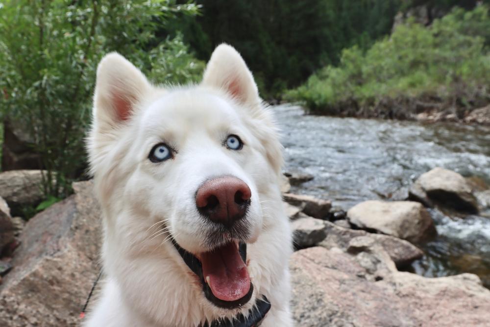 Какой вид спорта подходит белому хаски?