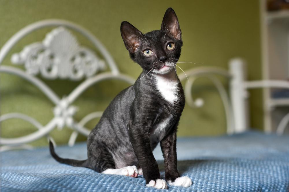 Породы кошек с плюшевой шерстью: уральский рекс