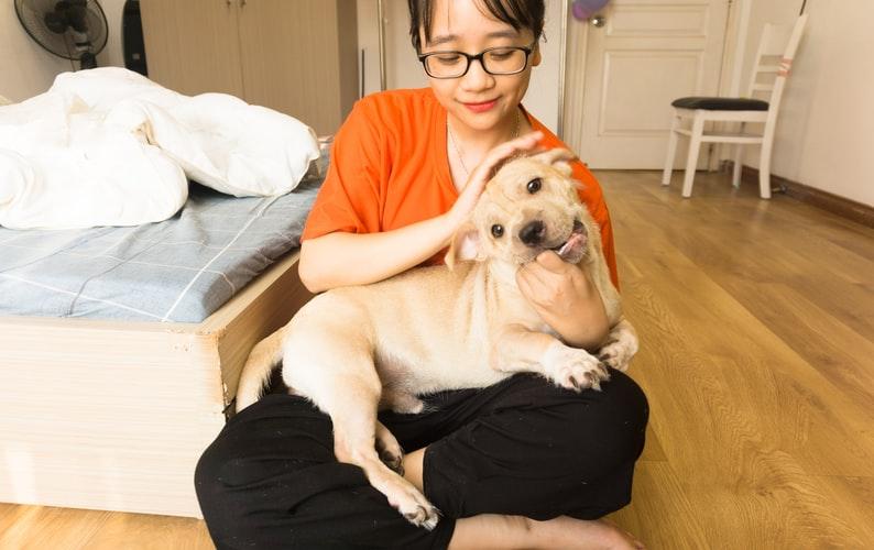 Виды массажа для собак