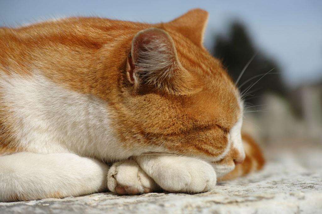 Основные симптомы иммунодефицита у кошек