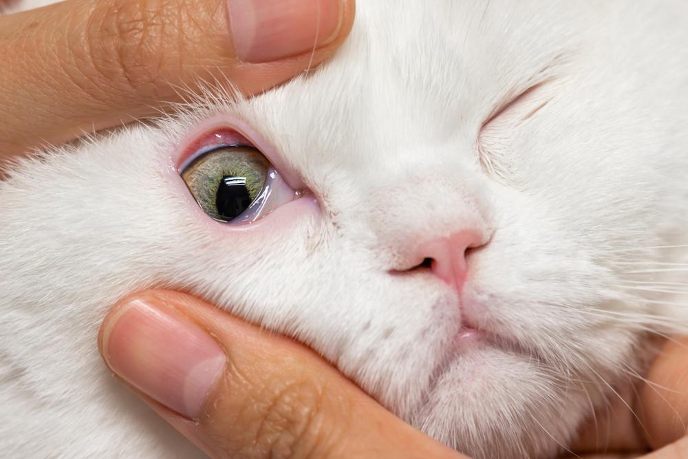 Диагностика блефарита у кошек 