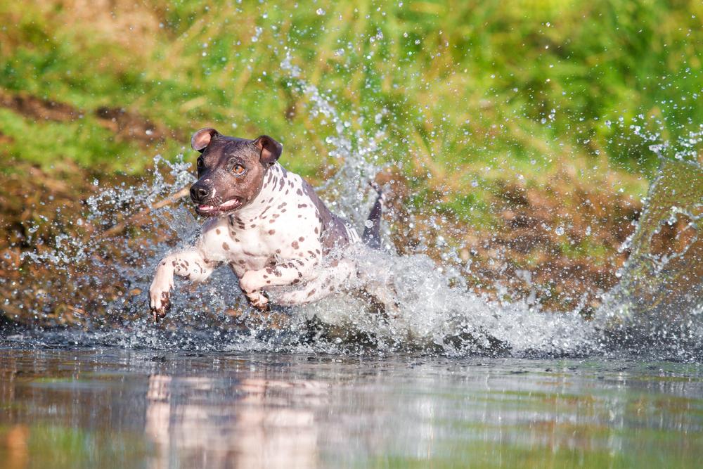 Характер американского голого терьера
