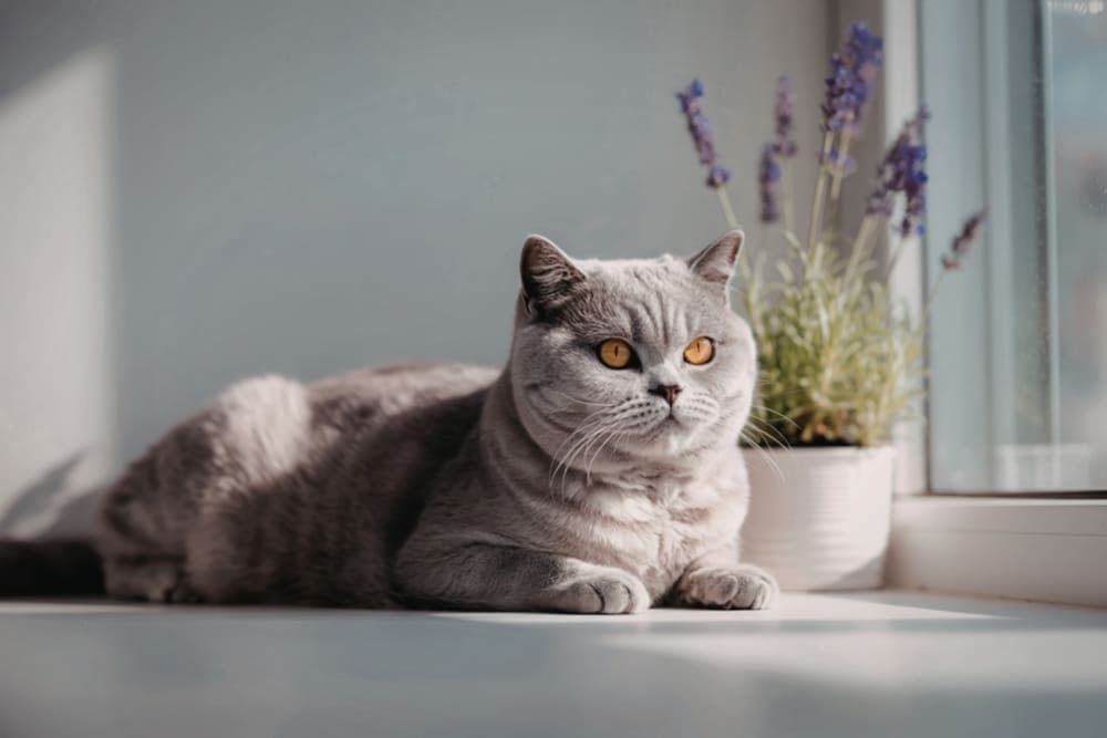 Человеку важно следить, сколько длится беременность у британской кошки