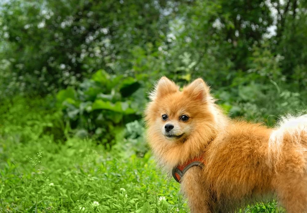 Как выбрать рыжего шпица?