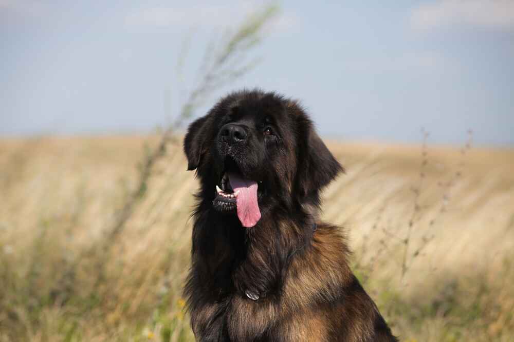 Леонбергер взрослеет поздно