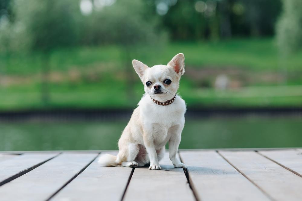 Как можно стричь белых чихуахуа?