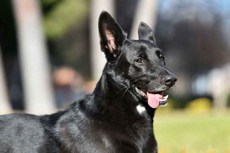 Вес бельгийской овчарки увеличивается по мере взросления собаки