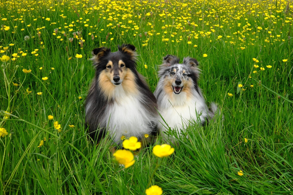 Владелец может влиять на то, сколько проживет его шелти