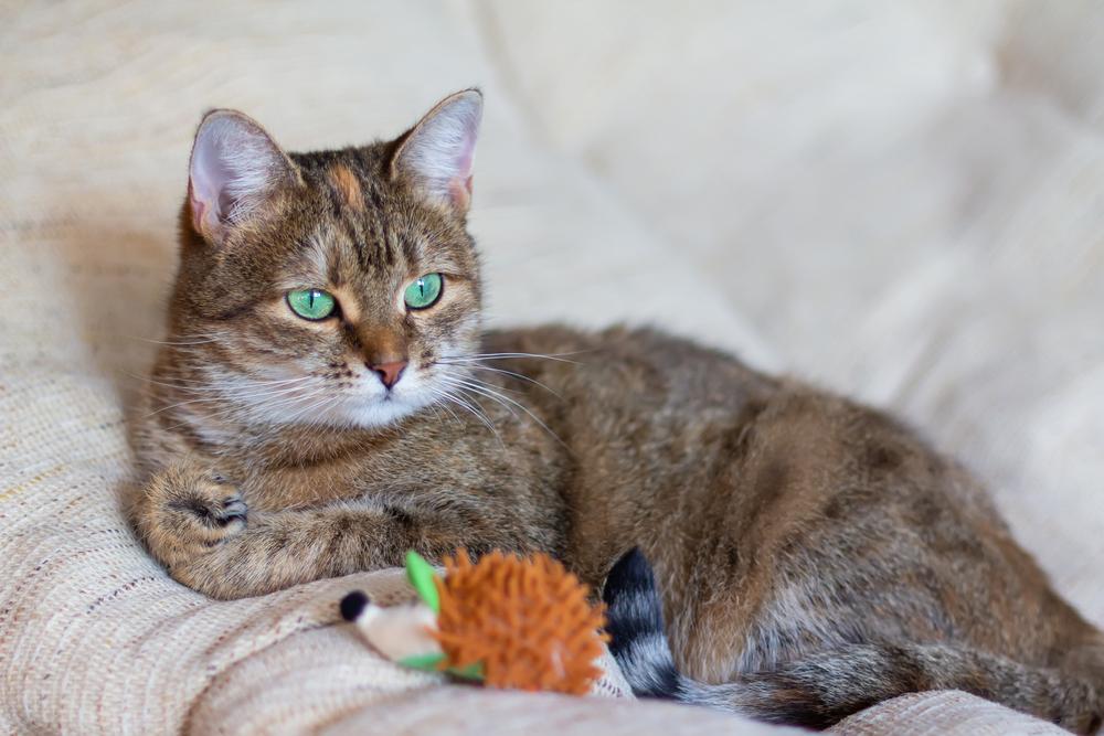 Какие породы кошек чаще всего смешивают Какие породы кошек чаще всего смешивают