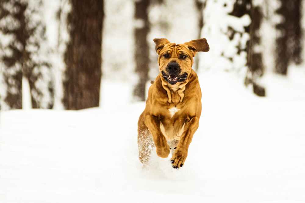 Бразильский фила на прогулке