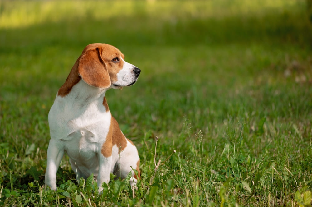 Рацион влияет на то, сколько живут бигли