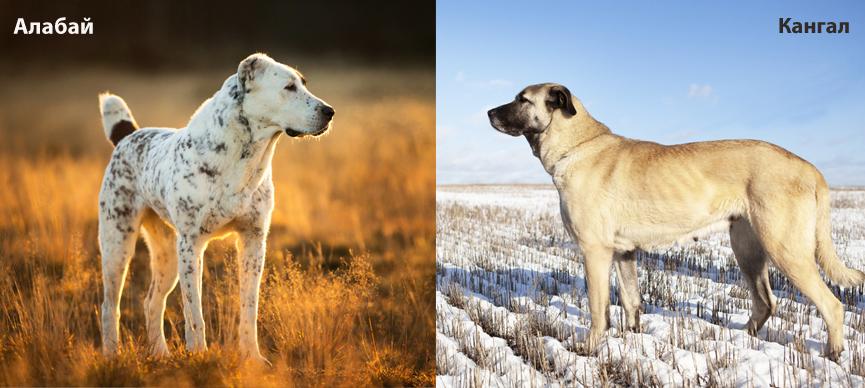 Отличия между кангалом и алабаем - в размере