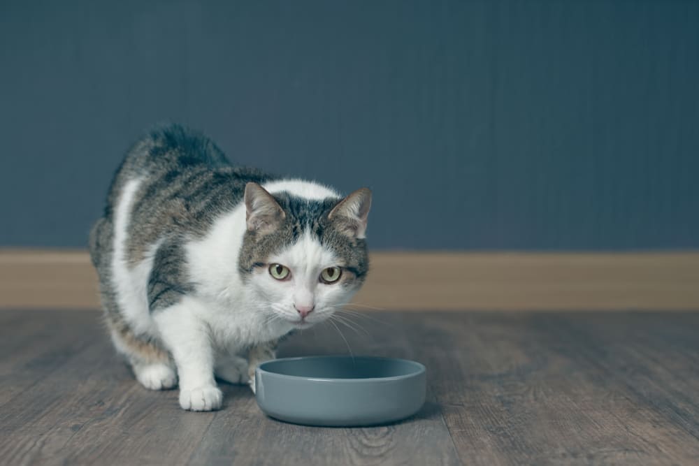 Диетолог расскажет, можно ли кошке давать майонез
