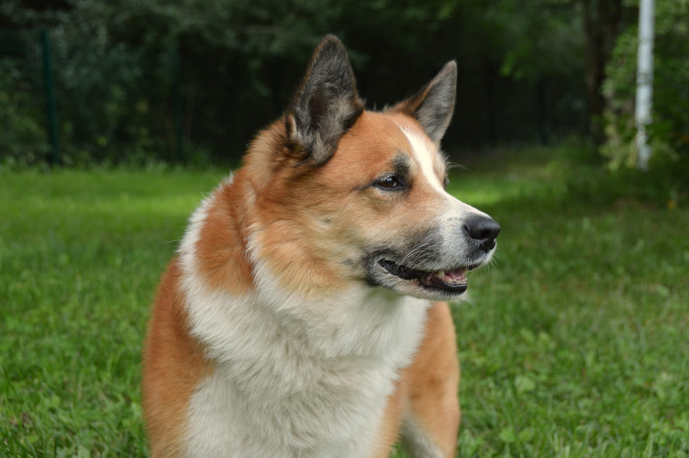 Шерсть исландской овчарки требует ухода