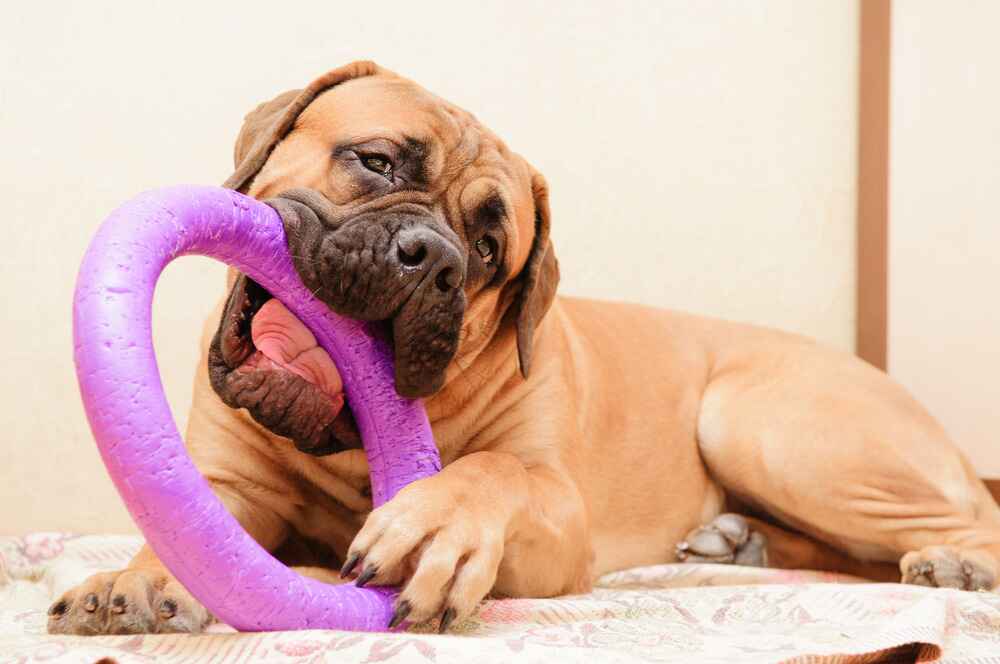 Бульмастиф относится настороженно к чужакам