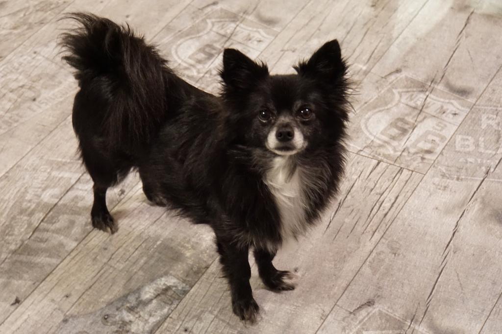 Диагностика ветеринаром синдрома Воблера у собак