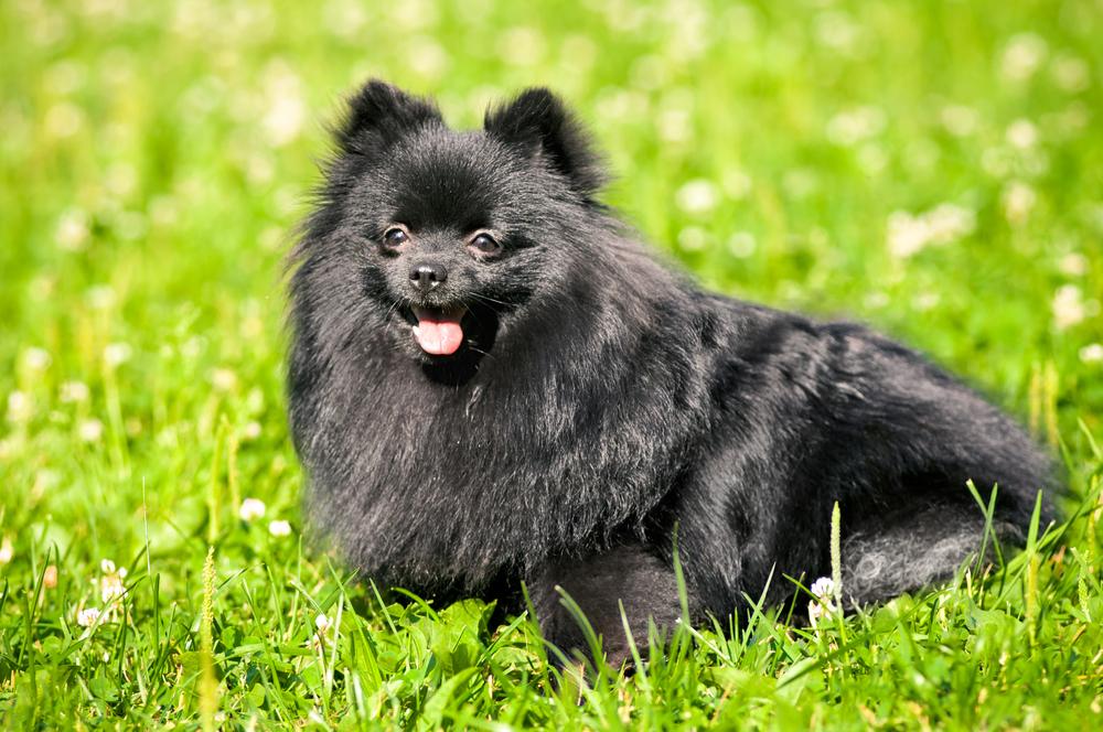 Какого размера черный шпиц?