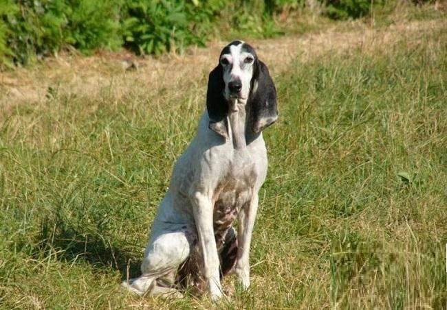 редкие французские породы: арьежуа.jpg редкие французские породы: арьежуа.jpg