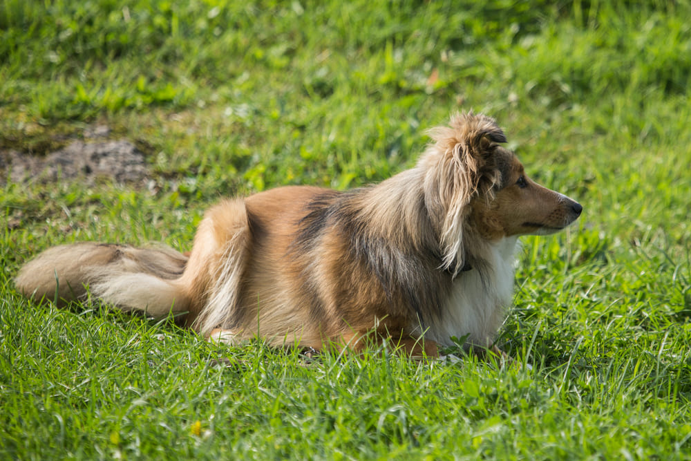 Вес шелти нужно контролировать