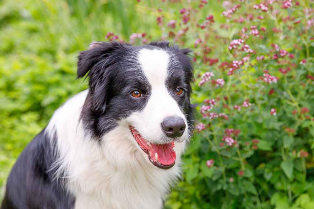 Некоторые болезни бордер-колли вызваны генетическими аномалиями