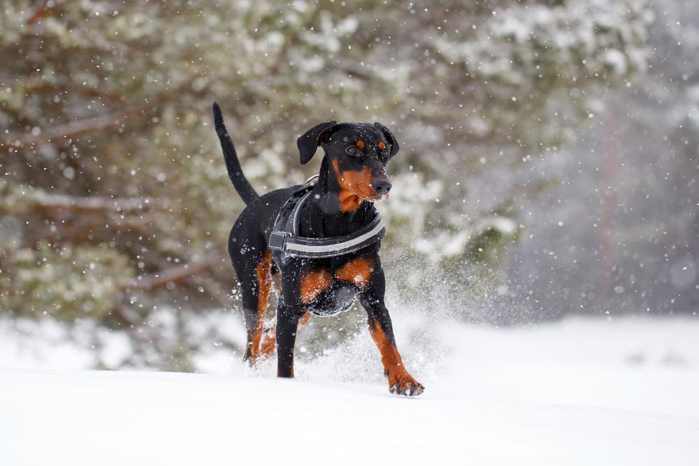 повадки немецкого пинчера