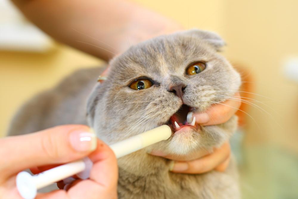 Каким способом дать таблетку кошке
