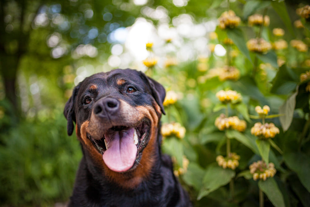 Сколько живет ротвейлер по человеческим меркам?