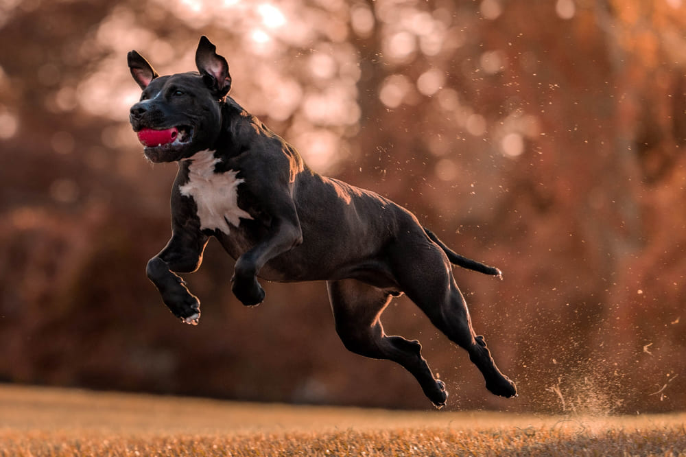 Зубы питбуля чистят регулярно