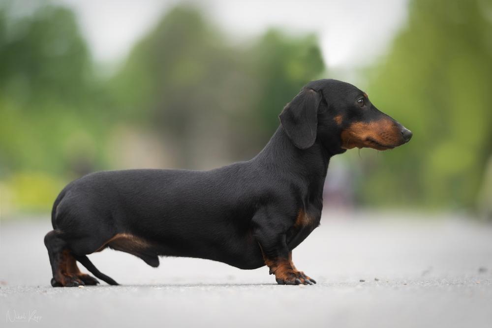 Виды такс по размеру: миниатюрная