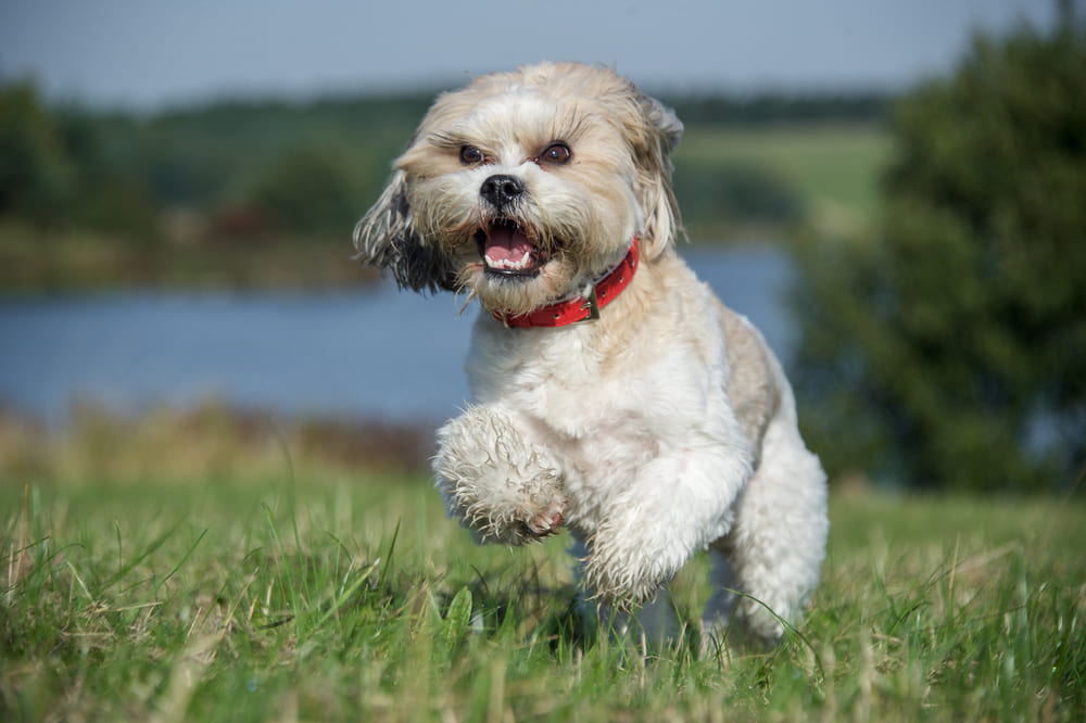 Вакцинация влияет на то, сколько проживет ши-тцу