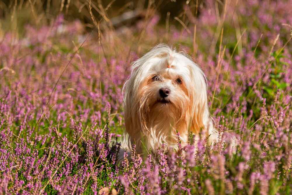 Бишон хаванез