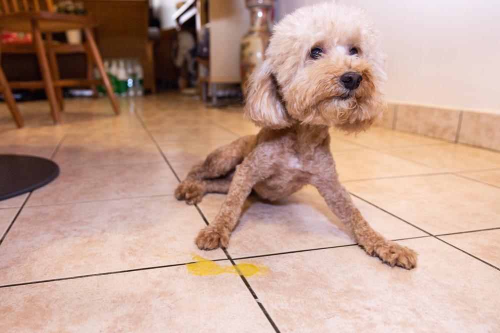 Почему рвота у собаки желтая