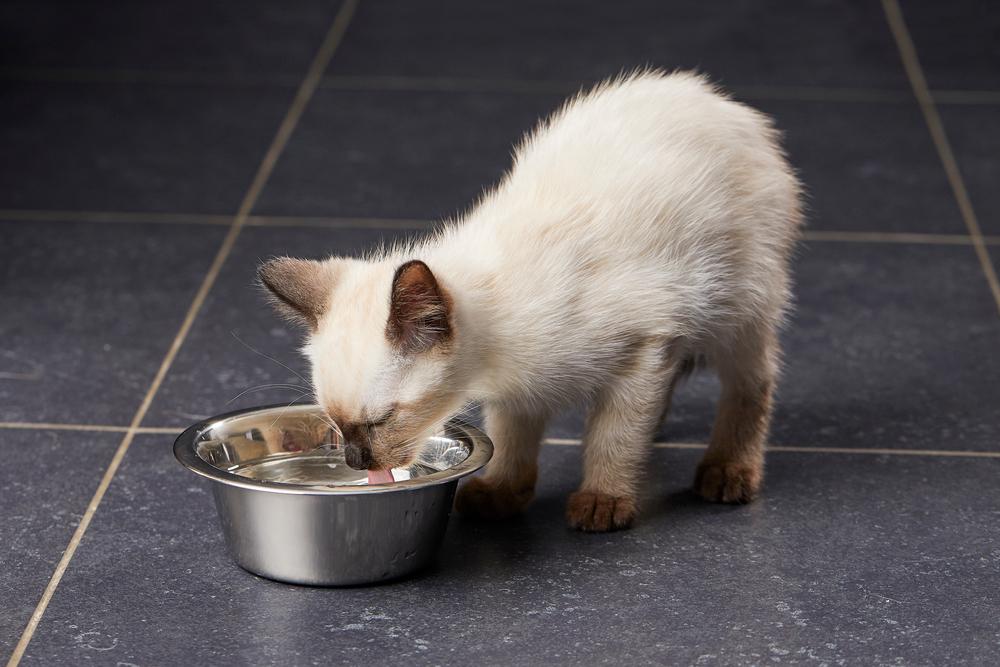Котенок не пьет что делать. Котенок пьет молоко. Что делать если котенок не пьет воду. Почему котенок 3 месяца не пьет воду. Почему котёнок не пьёт воду.