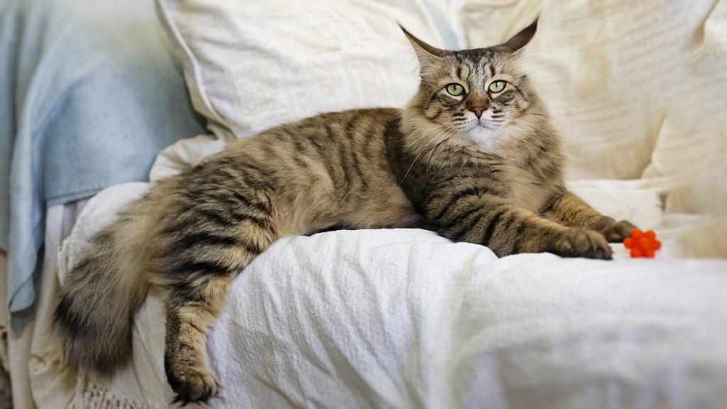 Рацион рагамаффина