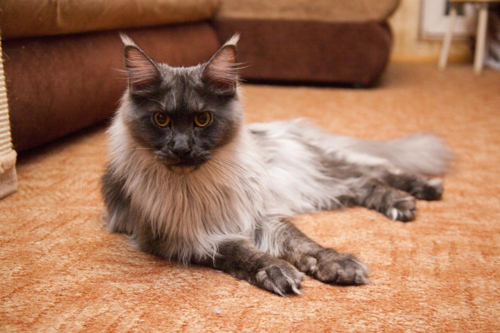 Виды мейн-кунов: европейский Виды мейн-кунов: европейский