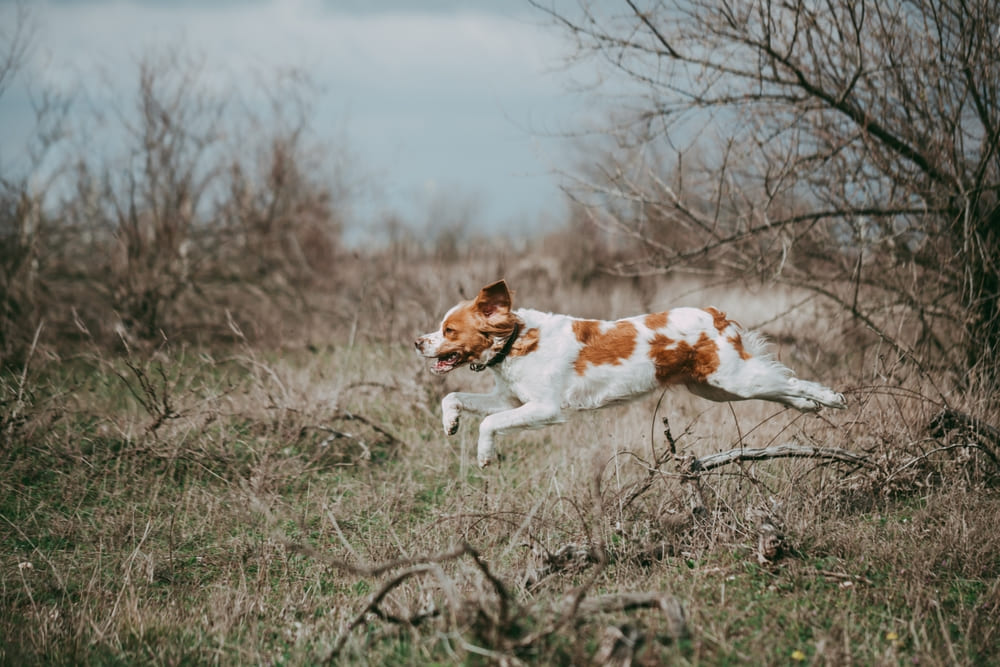 Бретонский эпаньоль нуждается в воспитании