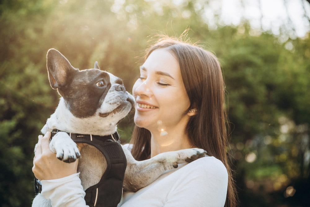 Французский бульдог обладает общительным характером