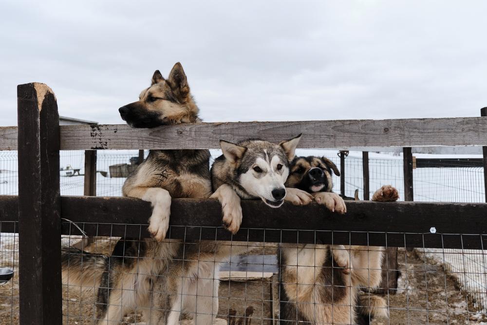 Место содержания аляскинского хаски