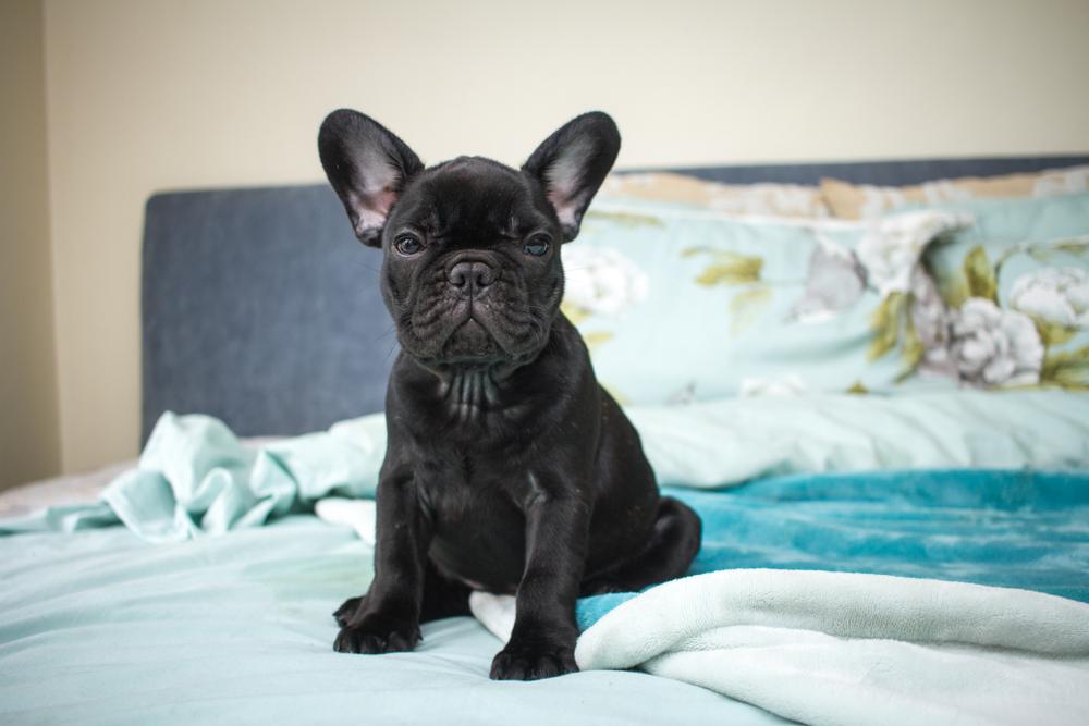 Редкие окрасы французских бульдогов: черный Редкие окрасы французских бульдогов: черный