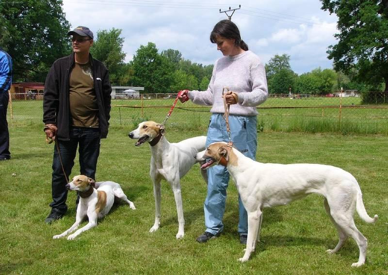 Самые быстрые собаки в мире: венгерская борзая