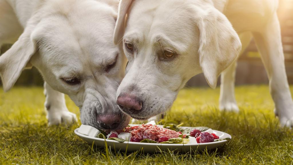 Пищевые качества субпродуктов для собак