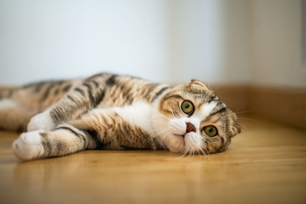 Вес шотландской вислоухой кошки может быть недостаточным